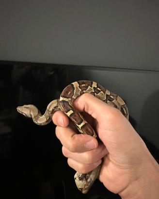 Teca completa con boa