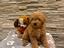 Immagine 5