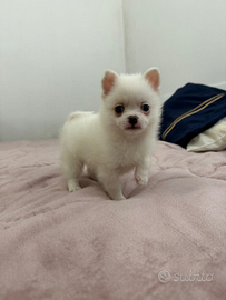 Pomchi cucciolo