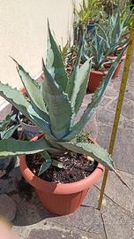 Vaso con pianta Agave Americana 34 cm circa