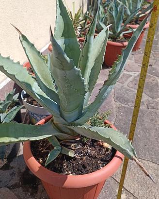 Vaso con pianta Agave Americana 34 cm circa