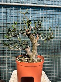 Prebonsai