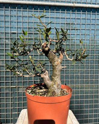 Prebonsai