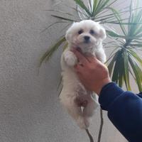 Cuccioli di maltese mini