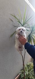 Cuccioli di maltese mini