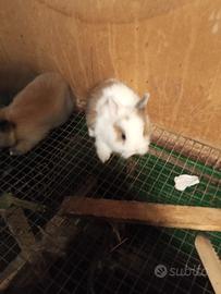 Conigli Nani Testa di leone