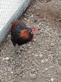 Galli Araucana