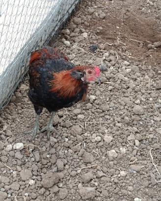 Galli Araucana