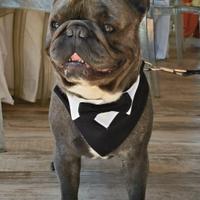 Accoppiamento Bulldog Francese