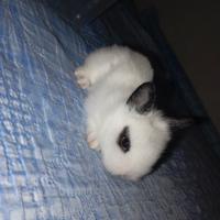 Coniglio testa di leone