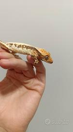 Ciliatus / Geco Crestato ID: GT