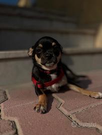 Cucciolo chihuahua