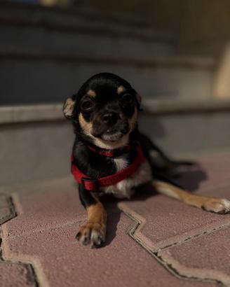Cucciolo chihuahua
