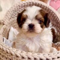 Cucciola mini Shihtzu Shih Tzu Imperial