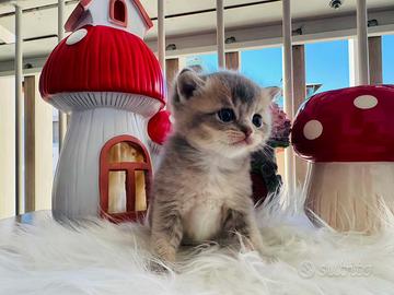 British shorthair gatto