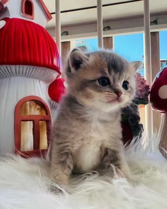 British shorthair gatto