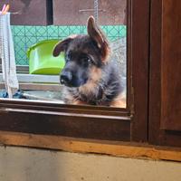 Cuccioli di Pastore Tedesco