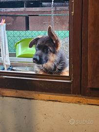 Cuccioli di Pastore Tedesco