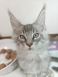 Cucciolo maine coon maschio