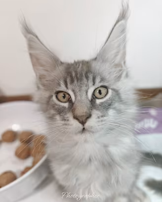 Cucciolo maine coon maschio