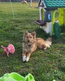 Cane maschio 1 anno