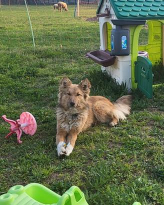 Cane maschio 1 anno