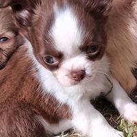 Maschio simil chihuahua