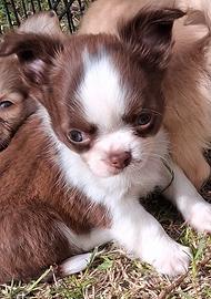 Maschio simil chihuahua
