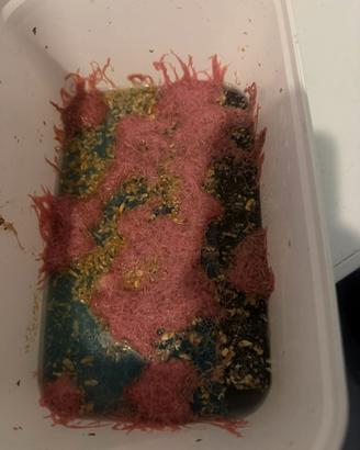 Cibo vivo per pesci . Tubifex israeliano