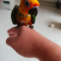 Disponibile pullo da allevare a mano di conuro