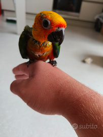 Disponibile pullo da allevare a mano di conuro