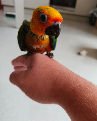 Disponibile pullo da allevare a mano di conuro