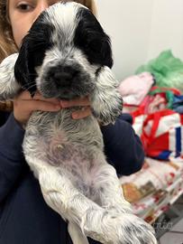 Cuccioli di cocker spaniel