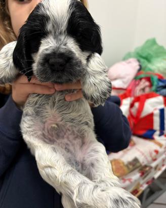 Cuccioli di cocker spaniel