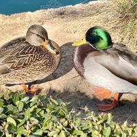 Germani maschi e femmine adulti