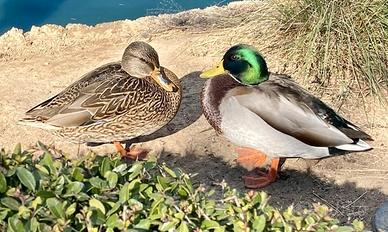 Germani maschi e femmine adulti