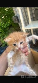 Gattini da adottare