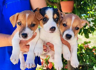 Jack Russell terrier