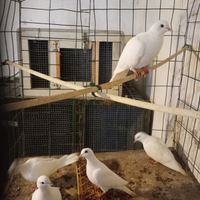 Tortore bianche animali