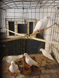 Tortore bianche animali