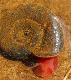 Lumache acquario pulitrici planobarius,physa