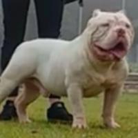 American Bully