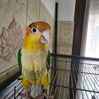 Pappagallo CAIACCO TESTA GIALLA