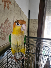 Pappagallo CAIACCO TESTA GIALLA