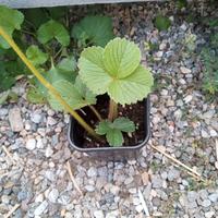 fragola bianca pineberry
