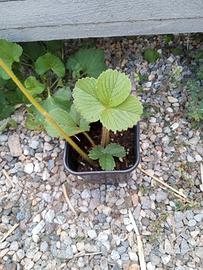 fragola bianca pineberry