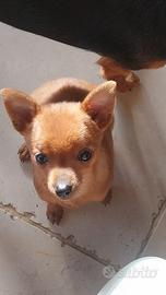 Cucciolo pincher