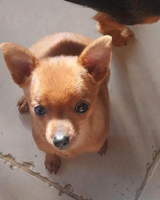 Cucciolo pincher