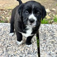 Cuccioli, San sperate provincia di Cagliari