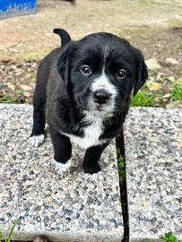 Cuccioli, San sperate provincia di Cagliari